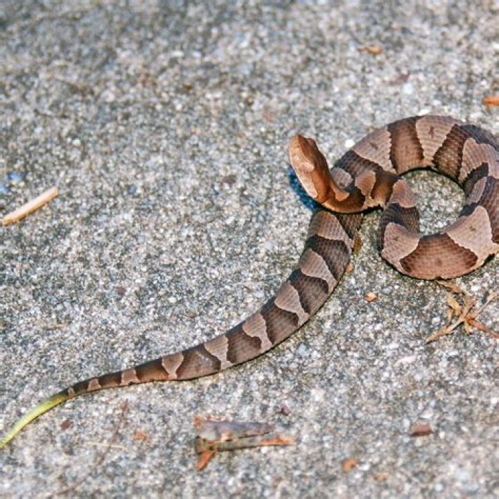 Are baby copperheads poisonous?