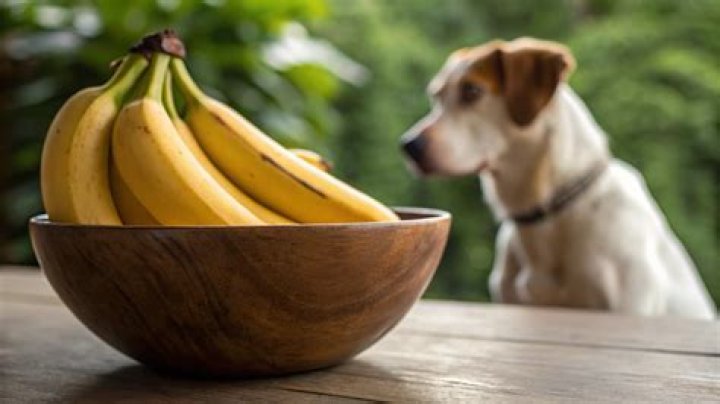 Are bananas good for dogs with acid reflux?