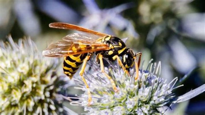 At what temperature do wasps stop flying?