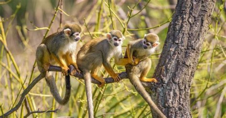 Do monkeys live in the rainforest?