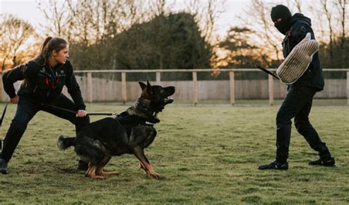 Do our dogs protect us?