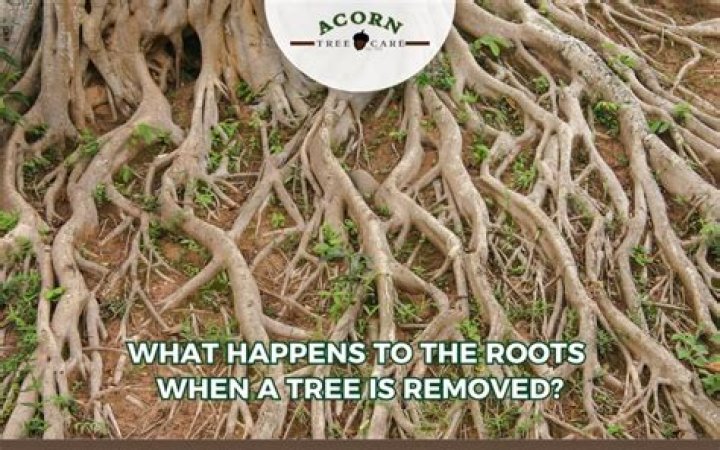 Do roots continue to grow after a tree is cut down?