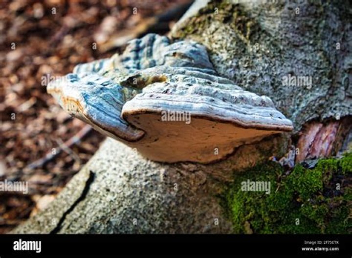 How do you use hoof fungus?