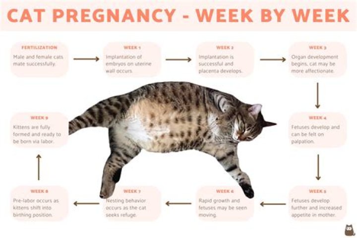 How many months are cats pregnant?