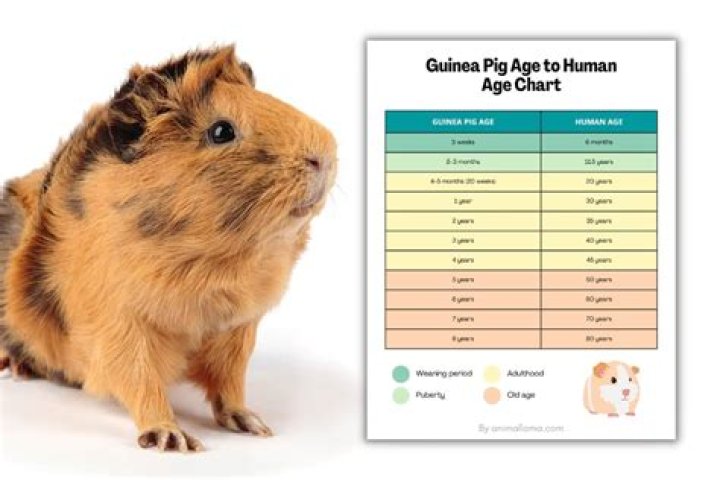 Is it OK to only have 1 guinea pig?