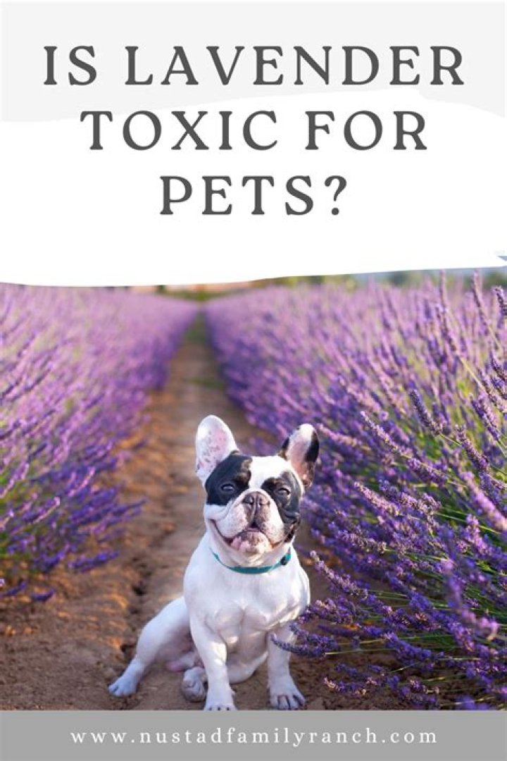 Is lavender toxic for dogs?