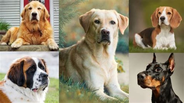 What's the safest dog to have?