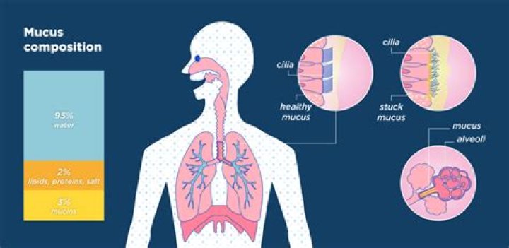 What happens if there is too much mucus in the lungs?