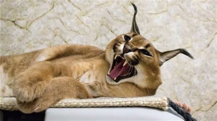 What kind of cat is Floppa?