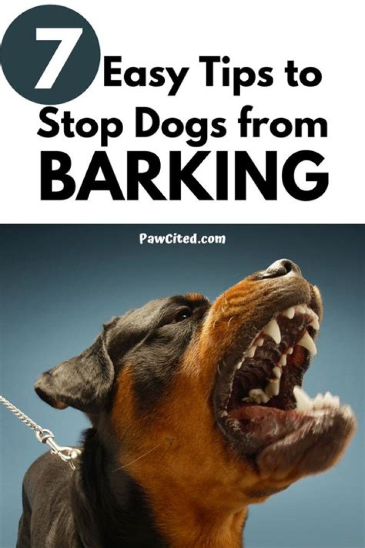 What makes dogs constantly bark?