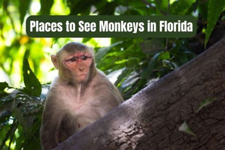 Where can I see monkeys in Florida?