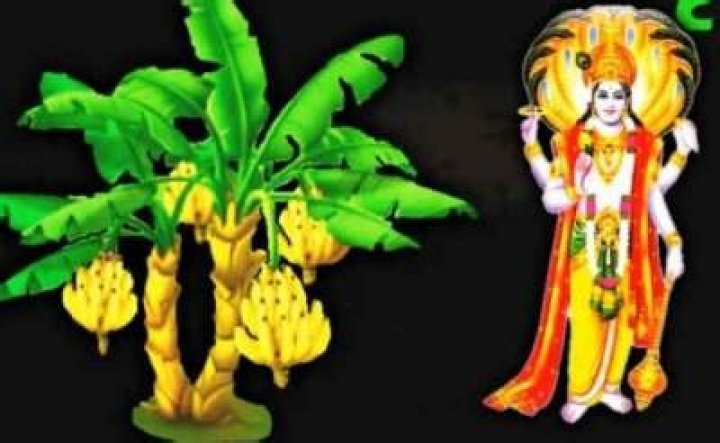 Why banana is used in puja?