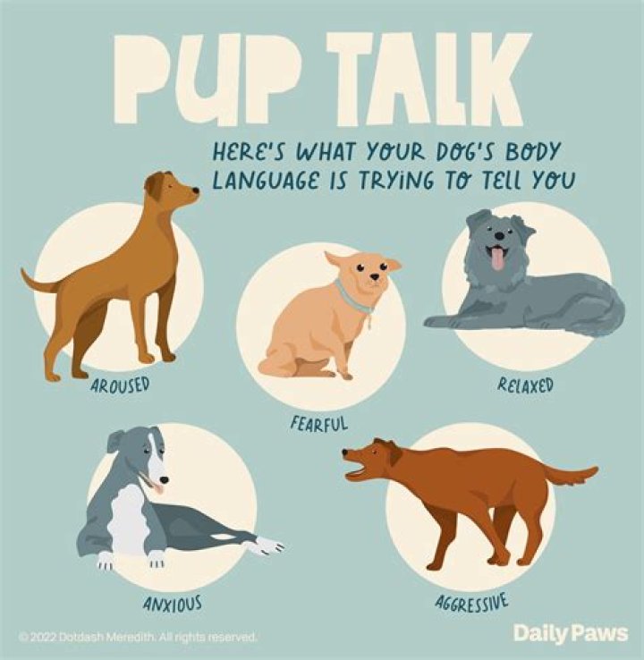 Why can't dogs talk English?