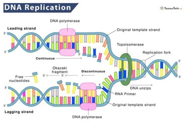 Why is understanding the structure of DNA and how it is replicated important?
